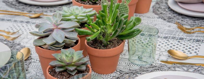 How to Use Humble Succulents as Your Sukkah Centerpiece 