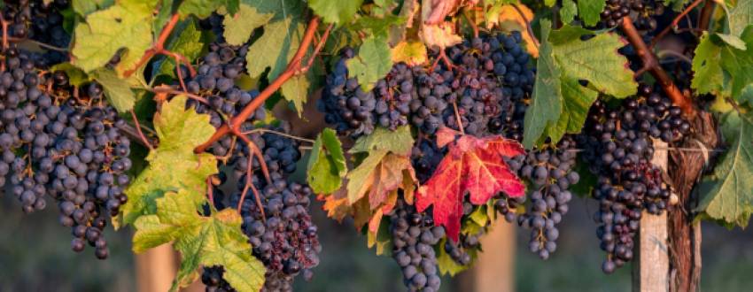 Understanding Bordeaux Wine – Part I: The Secrets of Pomerol