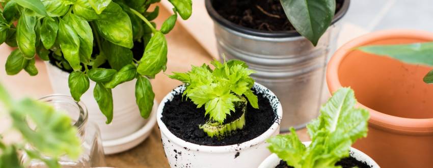 You Can Magically Regrow Vegetables from Kitchen Scraps