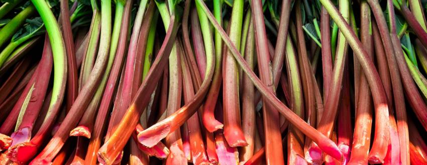 A Rhubarb Revival- All About Cooking with Rhubarb