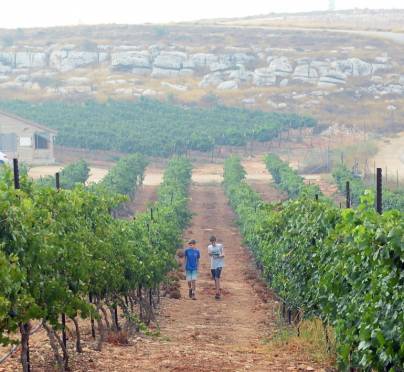 Making Excellent Wine In The Heartland Of Israel