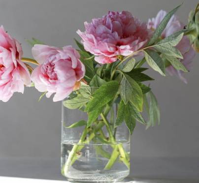 How To Keep Your Flowers Fresh- Tips From Primrose Flower Shop